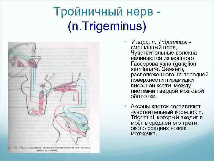 Тройничный нерв (n. Trigeminus) • V пара, n. Trigeminus. смешанный нерв, Чувствительные волокна начинаются