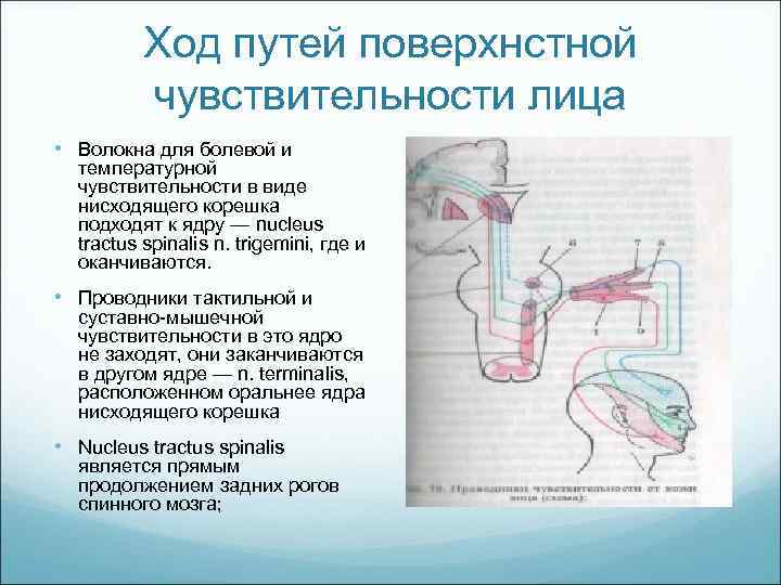 Ход путей поверхнстной чувствительности лица • Волокна для болевой и температурной чувствительности в виде
