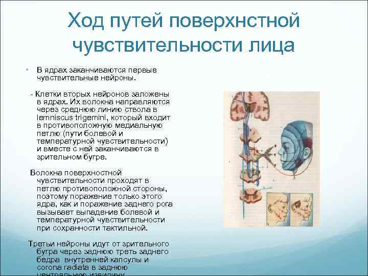 Ход путей поверхнстной чувствительности лица • В ядрах заканчиваются первые чувствительные нейроны. Клетки вторых