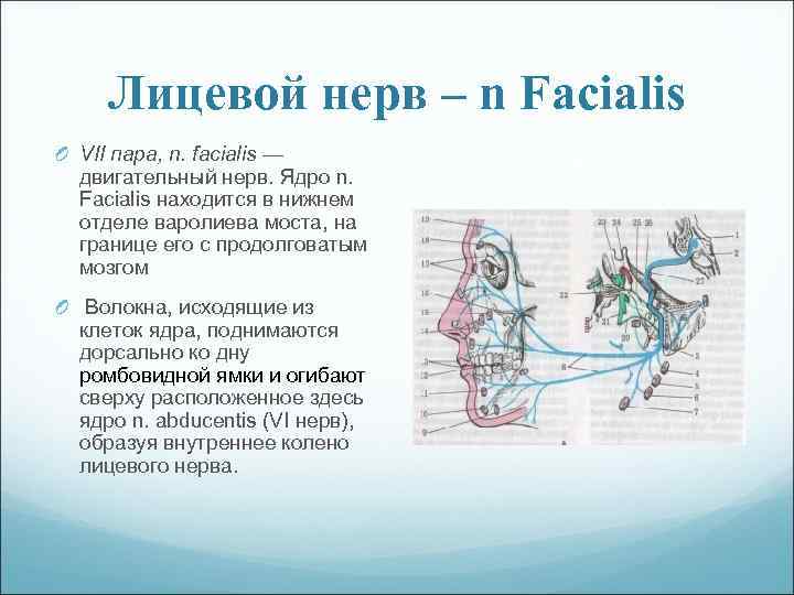 Лицевой нерв – n Facialis O VII пара, n. facialis — двигательный нерв. Ядро