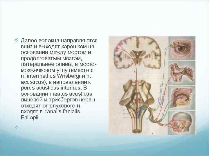 O Далее волокна направляются вниз и выходят корешком на основании между мостом и продолговатым