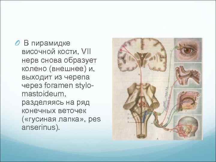 O В пирамидке височной кости, VII нерв снова образует колено (внешнее) и, выходит из
