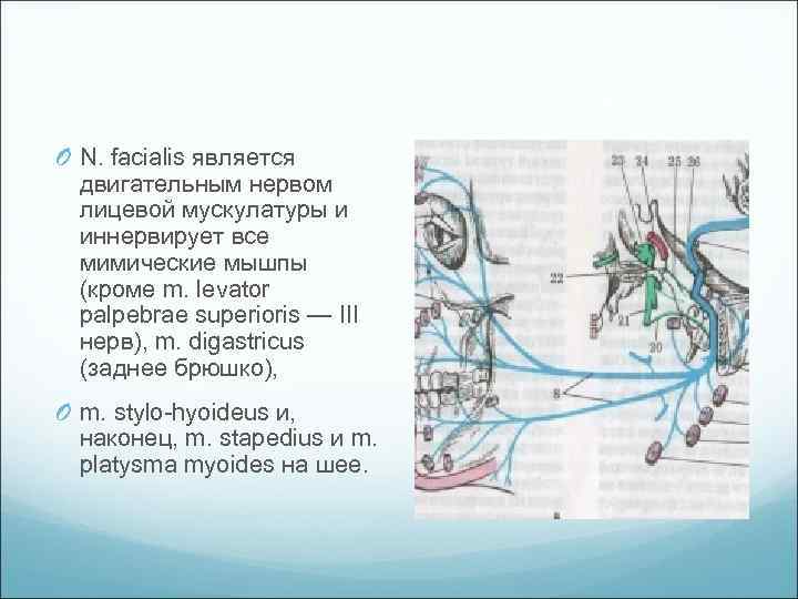 O N. facialis является двигательным нервом лицевой мускулатуры и иннервирует все мимические мышпы (кроме