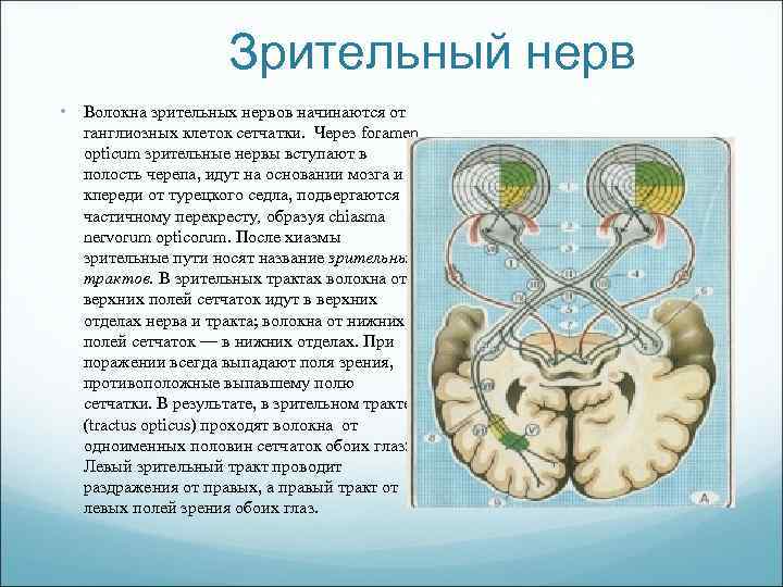 Зрительный нерв • Волокна зрительных нервов начинаются от ганглиозных клеток сетчатки. Через foramen opticum