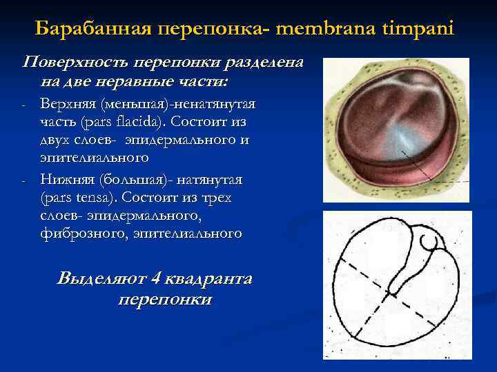 Барабанная перепонка- membrana timpani Поверхность перепонки разделена на две неравные части: - - Верхняя