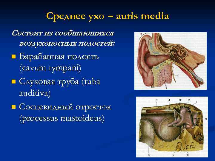 Среднее ухо – auris media Состоит из сообщающихся воздухоносных полостей: Барабанная полость (cavum tympani)