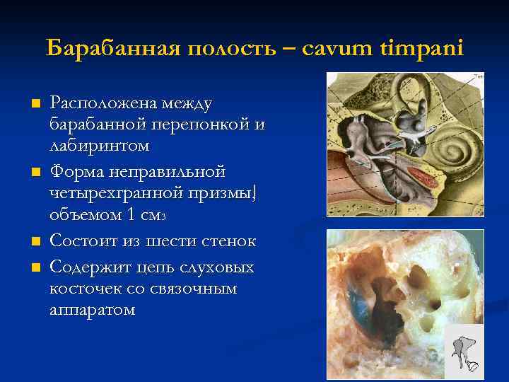 Барабанная полость – cavum timpani n n Расположена между барабанной перепонкой и лабиринтом Форма