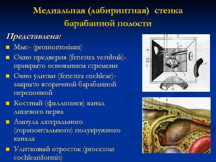 Медиальная (лабиринтная) стенка барабанной полости Представлена: n n n Мыс- (promontorium) Окно предверия (fenestra