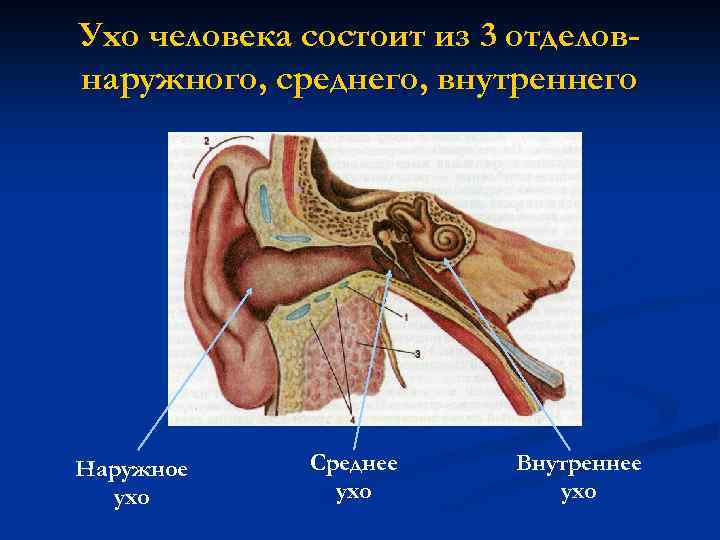 Ухо человека состоит из 3 отделовнаружного, среднего, внутреннего Наружное ухо Среднее ухо Внутреннее ухо