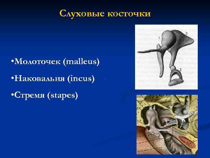 Слуховые косточки • Молоточек (malleus) • Наковальня (incus) • Стремя (stapes) 