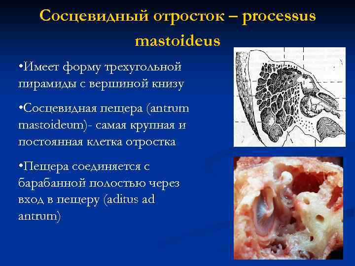 Сосцевидный отросток – processus mastoideus • Имеет форму трехугольной пирамиды с вершиной книзу •