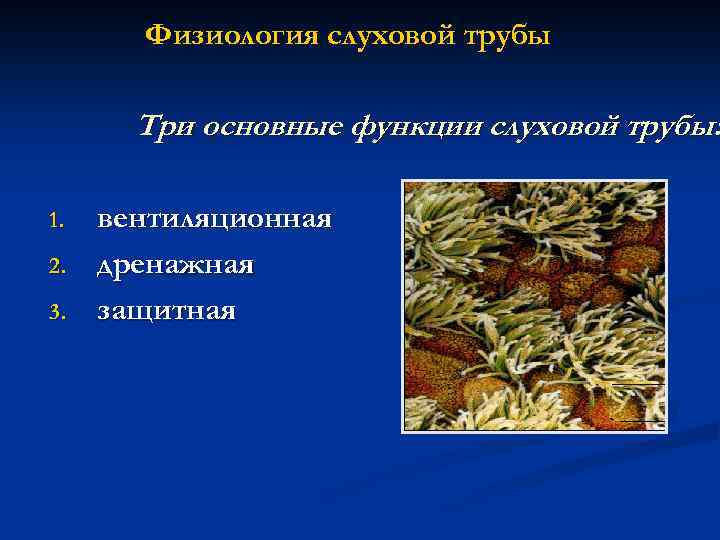 Физиология слуховой трубы Три основные функции слуховой трубы: 1. 2. 3. вентиляционная дренажная защитная