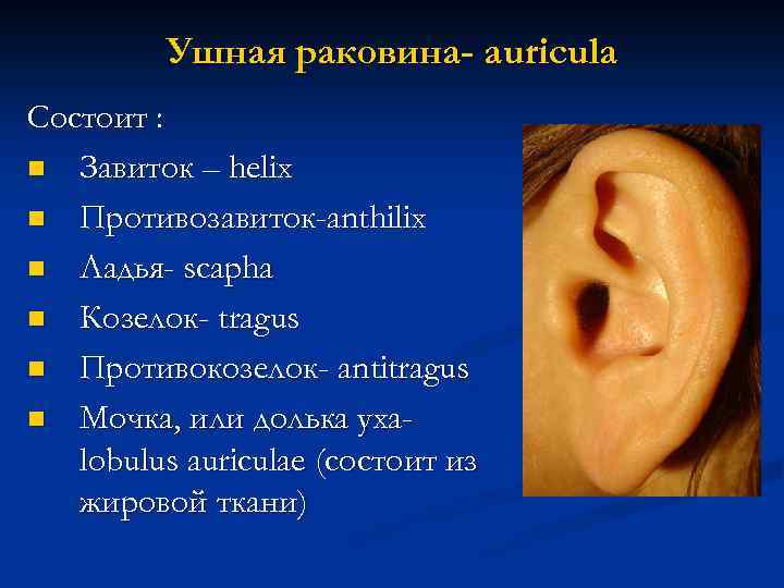 Ушная раковина- auricula Состоит : n Завиток – helix n Противозавиток-anthilix n Ладья- scapha