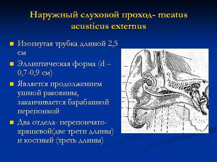 Наружный слуховой проход- meatus acusticus externus n n Изогнутая трубка длиной 2, 5 см