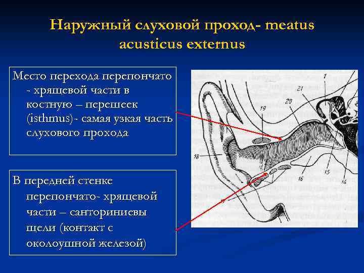 Наружный слуховой проход- meatus acusticus externus Место перехода перепончато - хрящевой части в костную