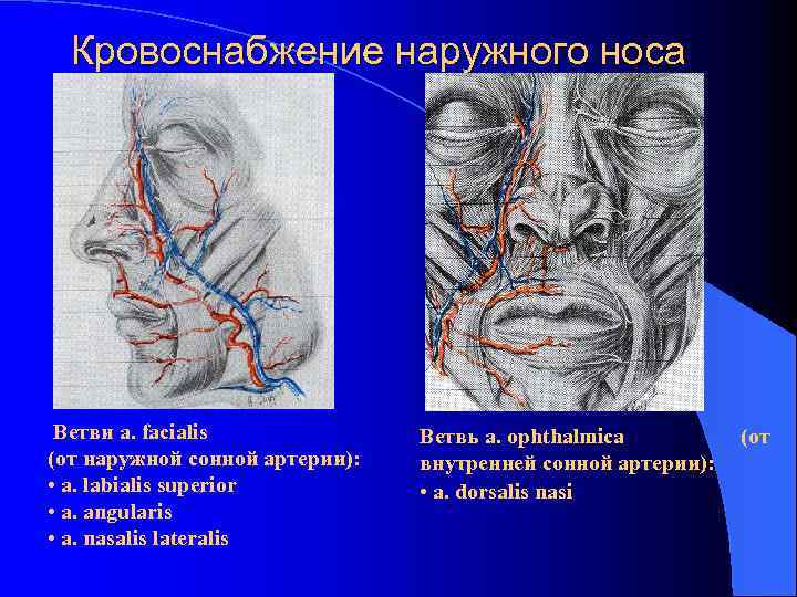 Анатомия носа человека в картинках