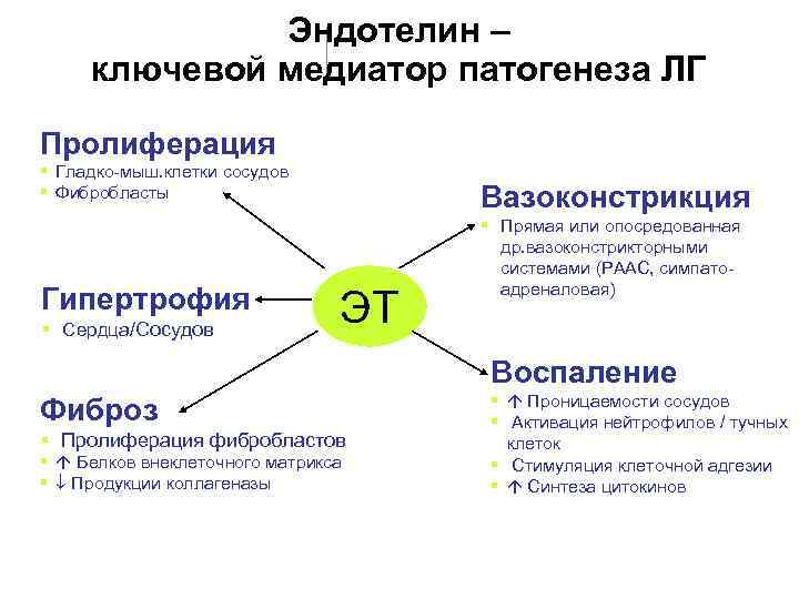 Эндотелин – ключевой медиатор патогенеза ЛГ Пролиферация § Гладко-мыш. клетки сосудов § Фибробласты Гипертрофия