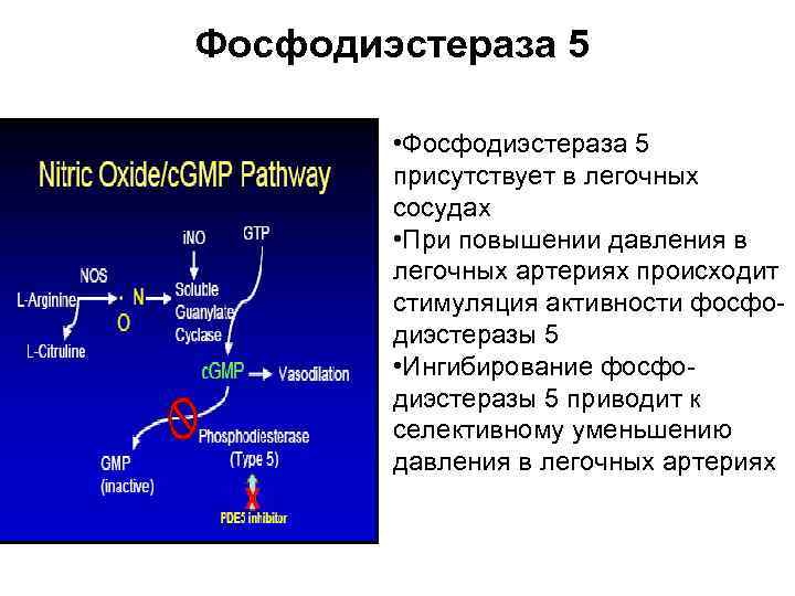 Фосфодиэстераза 5 • Фосфодиэстераза 5 присутствует в легочных сосудах • При повышении давления в