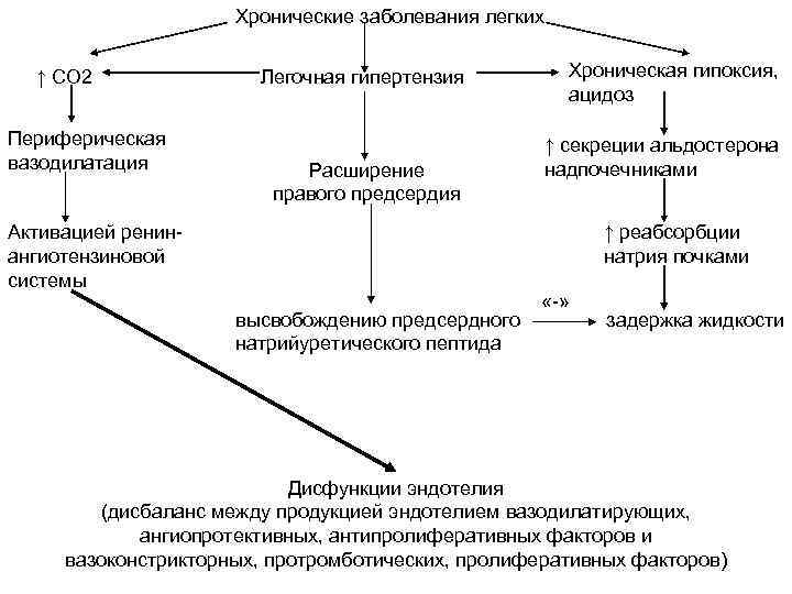 Хронические заболевания легких ↑ СО 2 Периферическая вазодилатация Легочная гипертензия Расширение правого предсердия Активацией