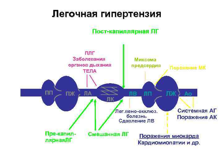 Легочная гипертензия Пост-капиллярная ЛГ ПЛГ Заболевания органов дыхания ТЕЛА ПП ПЖ ЛА ЛК Миксома