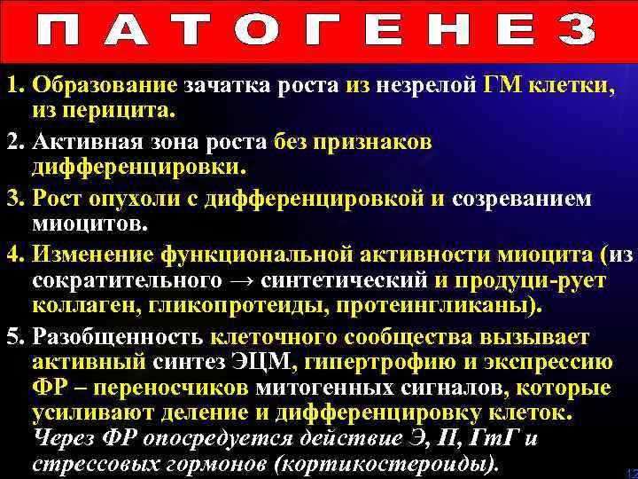 1. Образование зачатка роста из незрелой ГМ клетки, из перицита. 2. Активная зона роста