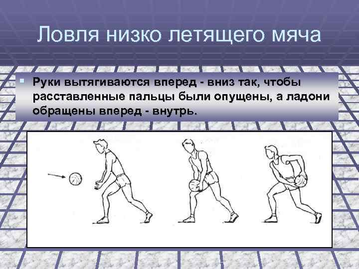 Ловля низко летящего мяча § Руки вытягиваются вперед - вниз так, чтобы расставленные пальцы
