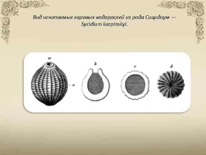 Вид ископаемых харовых водорослей из рода Сицидиум — Sycidium karpinskyi. 