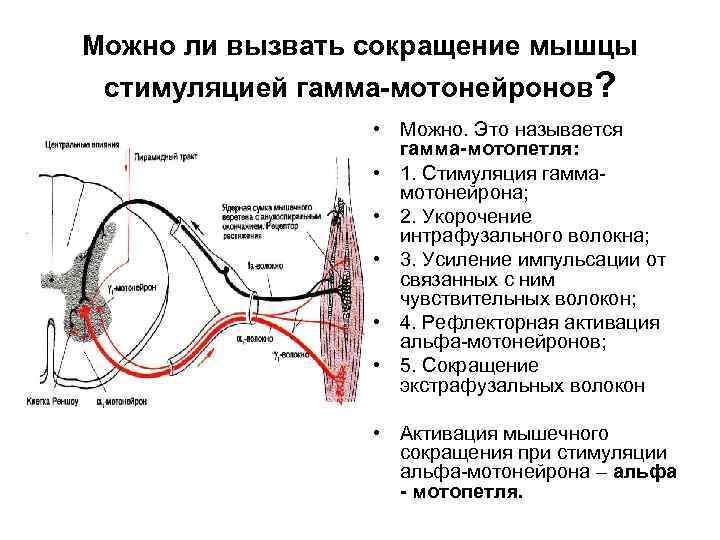 Физиология движений презентация