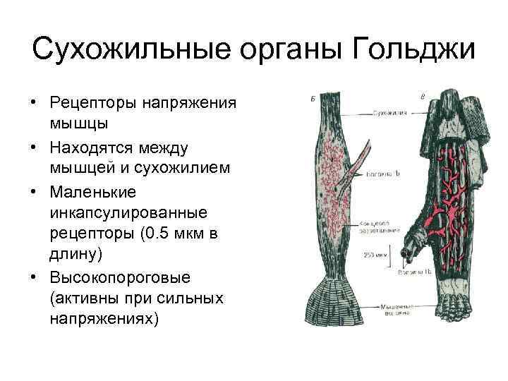 Сухожильные органы Гольджи • Рецепторы напряжения мышцы • Находятся между мышцей и сухожилием •