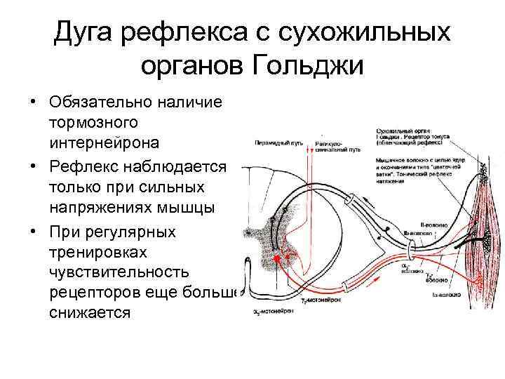 Рефлекторные мышцы. Рефлекс от сухожильных органов Гольджи. Рефлекторная дуга сухожильного рефлекса схема. Сухожильные рефлексы физиология. Рефлекс с сухожильных рецепторов.