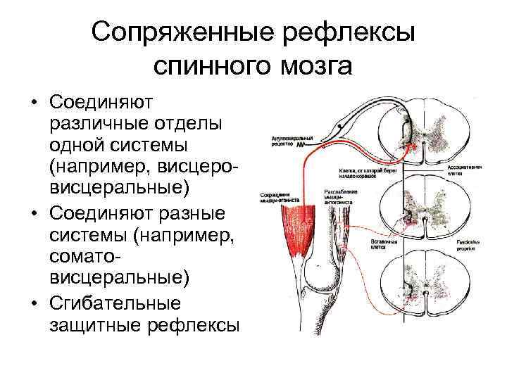 Сопряженные рефлексы спинного мозга • Соединяют различные отделы одной системы (например, висцеровисцеральные) • Соединяют