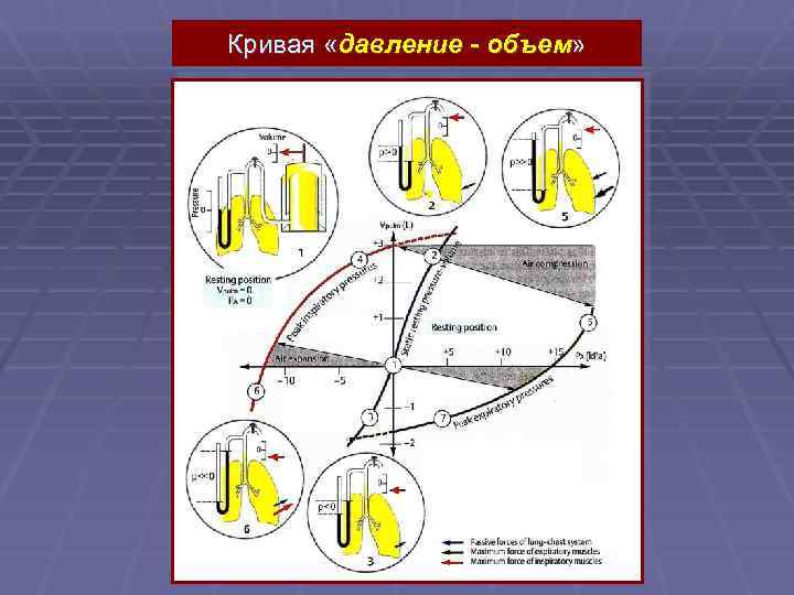 Кривая «давление - объем» 