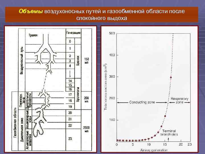 Объемы воздухоносных путей и газообменной области после спокойного выдоха 