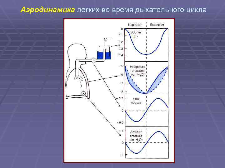 Дыхательных циклов в минуту