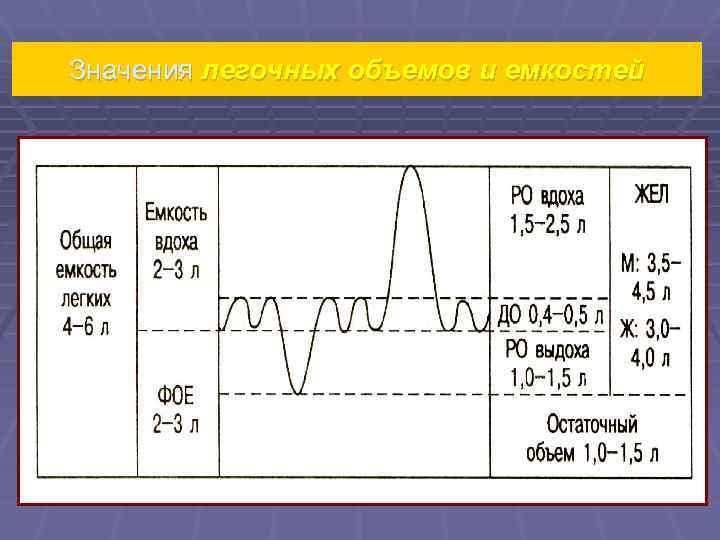 Значения легочных объемов и емкостей 