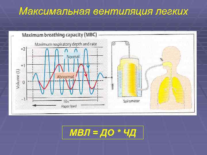 Максимальная вентиляция легких мвл формула расчета