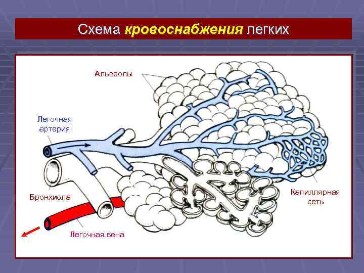 Легочные артерии рисунок