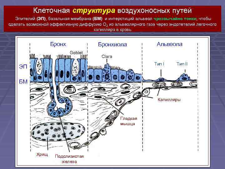 Клеточная структура воздухоносных путей Эпителий (ЭП), базальная мембрана (БМ) и интерстиций альвеол чрезвычайно тонки,