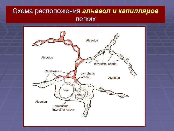 Схема расположения альвеол и капилляров легких 