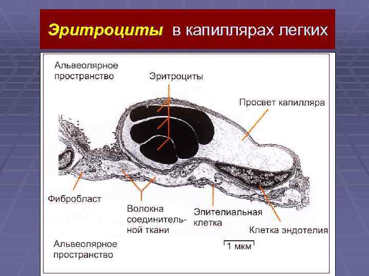 Эритроциты в капиллярах легких 