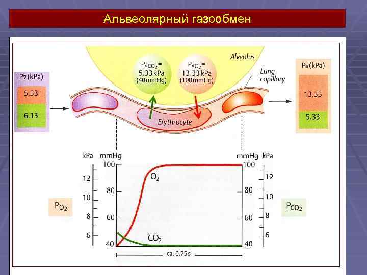 Альвеолярный газообмен 