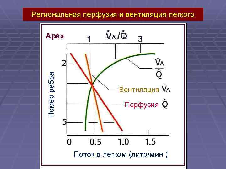 Региональная перфузия и вентиляция легкого Номер ребра Apex 1 VA /Q 3 Вентиляция Перфузия