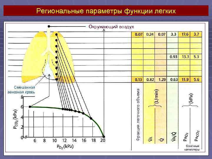 Региональные параметры функции легких Смешанная венозная кровь Фракция легочного объема Окружающий воздух Конечные капилляры