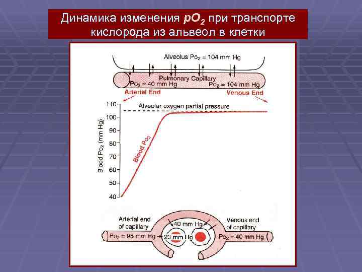 Динамика изменения p. O 2 при транспорте кислорода из альвеол в клетки 