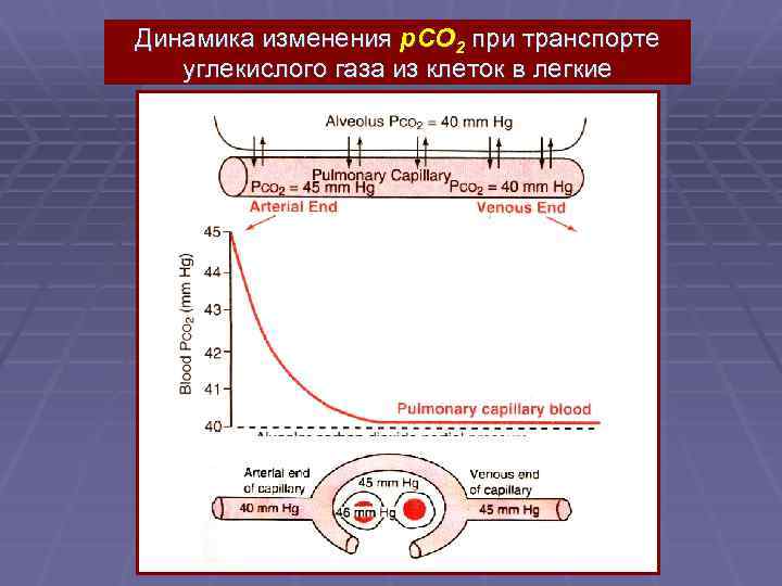 Динамика изменения p. CO 2 при транспорте углекислого газа из клеток в легкие 