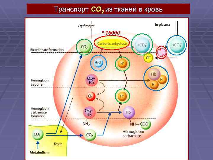 Транспорт CO 2 из тканей в кровь * 15000 