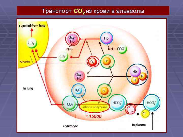 Транспорт CO 2 из крови в альвеолы * 15000 