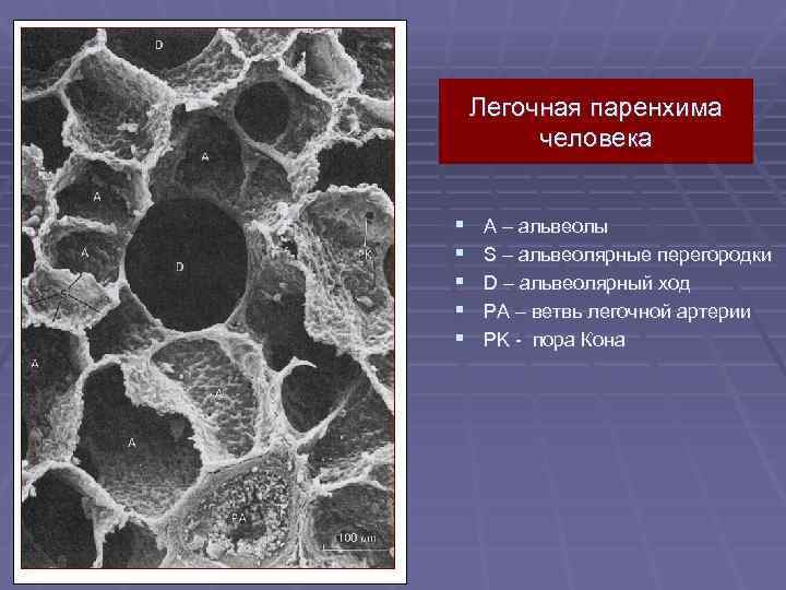 Легочная паренхима человека § § § A – альвеолы S – альвеолярные перегородки D