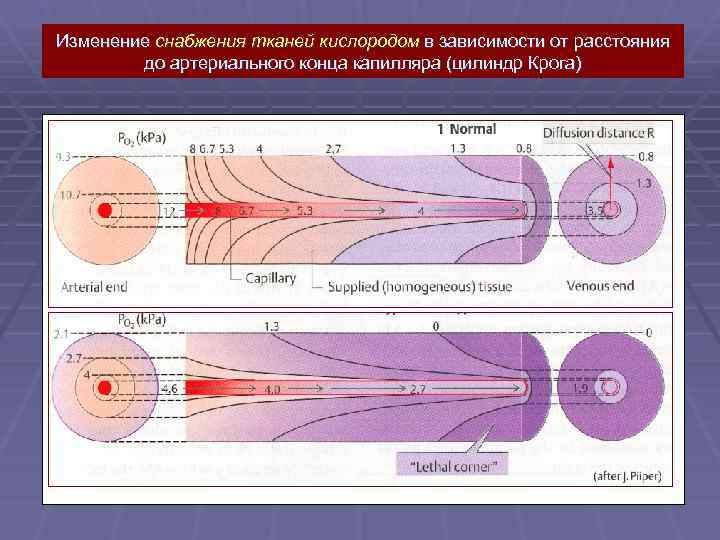 Изменение снабжения тканей кислородом в зависимости от расстояния до артериального конца капилляра (цилиндр Крога)