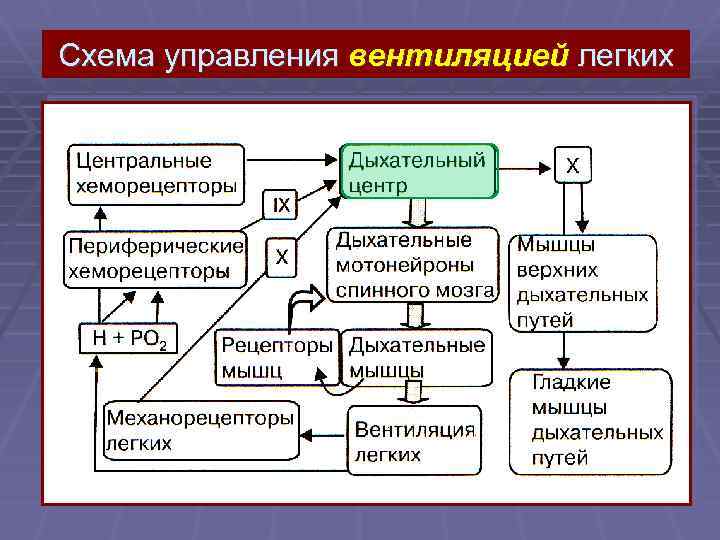 Виды механорецепторов схема